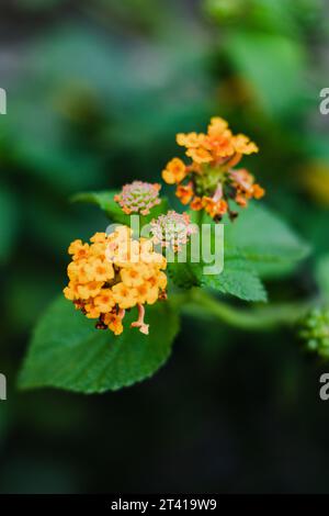 Selektiver Fokus der schönen lantana Camara, gelbe Lantana Blume Stockfoto