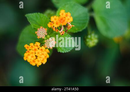 Selektiver Fokus der schönen lantana Camara, gelbe Lantana Blume Stockfoto