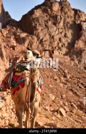 Frühmorgendliches Foto eines Kamels, das vom Berg Sinai in Ägypten absteigt Stockfoto