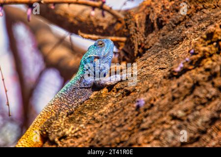 Blaue Agamaeidechse, die bei Sonnenuntergang auf einen Baum klettert Stockfoto