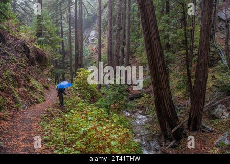 Ein Wanderer mit Regenschirm spaziert durch Mammutbäume im Regen durch den Julia Pfeiffer Burns State Park in Big Sur, Monterey County, Kalifornien Stockfoto