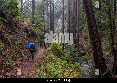 Ein Wanderer mit Regenschirm spaziert durch Mammutbäume im Regen durch den Julia Pfeiffer Burns State Park in Big Sur, Monterey County, Kalifornien Stockfoto