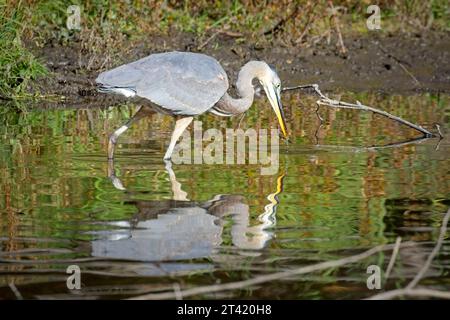 Ein großer blauer Reiher schaut ins Wasser und sucht in einem Teich in Moskau, Idaho, nach Fischen. Stockfoto