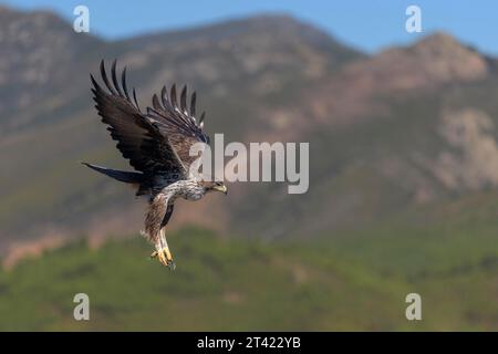 Bonellis Adler (Aquila fasciata), im Flug in einer Berglandschaft, Caceres, Extremadura, Spanien Stockfoto