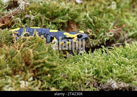 Feuersalamander (Salamandra salamandra), über Moos, Wildtiere, Nordrhein-Westfalen, Deutschland Stockfoto