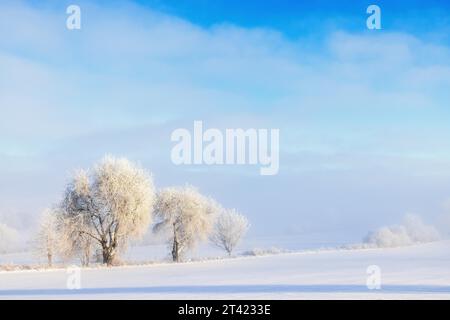 Bäume auf einem Feld mit Schnee und Raureif an einem kalten Wintertag Stockfoto