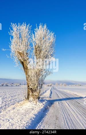 Polling-Baum mit Frost an einer verschneiten Straße auf dem Land Stockfoto