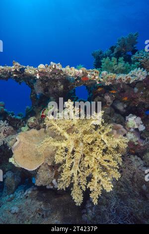 Brokkoli-Baum (Litophyton arboreum) im Hintergrund, Tauchplatz Sataya Reef, Rotes Meer, Ägypten Stockfoto