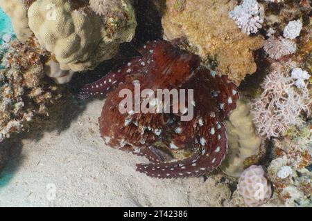 Großer blauer Tintenfisch (Octopus cyaneus), Tauchplatz Hausriff, Mangrove Bay, El Quesir, Rotes Meer, Ägypten Stockfoto