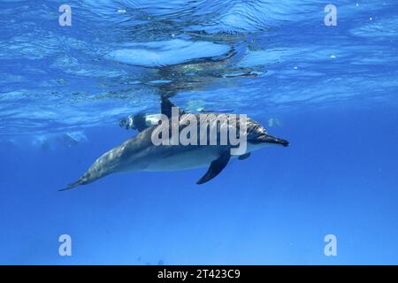 Spinnerdelfin (Stenella longirostris), Spinnerdelfin, Schnorchler im Hintergrund, Tauchplatz am Sataya Reef, Delfinhaus, Rotes Meer, Ägypten Stockfoto