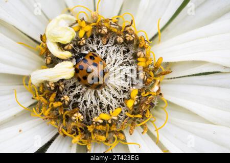 Asiatischer Marienkäfer, asiatischer Marienkäfer oder Harlequin-Marienkäfer (Harmonia axyridis) auf Blume von Zinnia (Zinnia elegans), Hessen, Deutschland Stockfoto