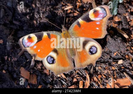 Details von Schmetterlingsflügelfaltern europäischer Pfau (Aglais io), der auf der Erde sitzt, Deutschland Stockfoto