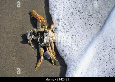 Der malerische Strand von Fort Funston am Skyline Blvd, San Francisco CA Stockfoto