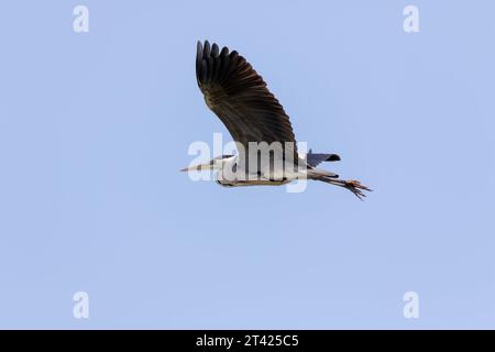 Ein majestätischer Vogel schwebt durch einen wolkenlosen Himmel und greift Zweige im Schnabel Stockfoto