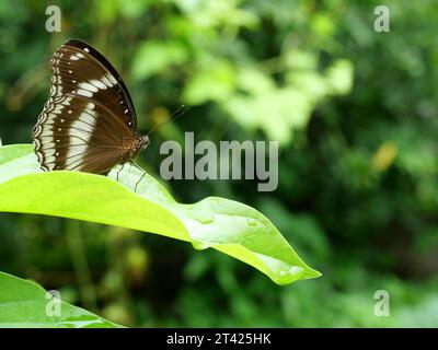 Blauer Mond oder großer Eggfly (Hypolimnas bolina) Schmetterling auf Blatt mit natürlichem grünen Hintergrund, Trey weiße Streifen auf dem dunkelbraunen Flügel Stockfoto