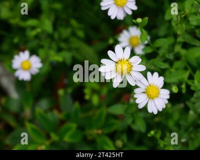 Bellis perennis oder Gänseblüte mit natürlichem grünem Hintergrund, Blume mit weißen Blüten und gelben Staubblättern Stockfoto