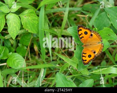 Pfauenpanzer (Junonia almana) Schmetterling, der Flügel auf Blatt mit natürlichem grünem Hintergrund ausbreitet, Muster ähnlich den Augen auf dem Flügel Stockfoto