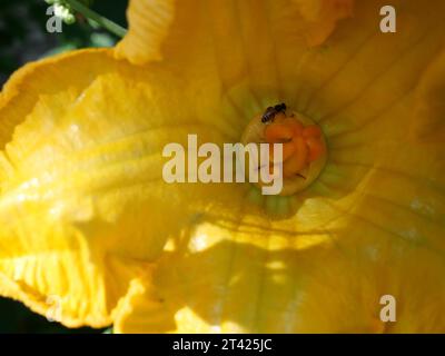 Rote Zwergbiene Bestäubung in Kürbisblüte, Insekten suchen Nektar in gelb-orange Blüte Stockfoto