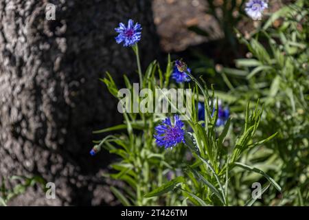 Nahaufnahme Textur Hintergrund der blauen Junggesellen-Knöpfe (centaurea cyanus) Blüten, die neben einem Fichtenstamm wachsen. Auch Maisblume genannt Stockfoto