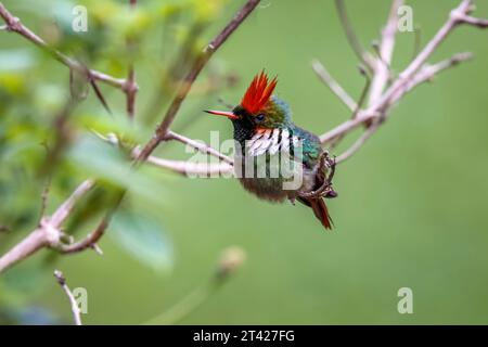 Seitenansicht einer wunderschönen Krokette mit Rüschen, die auf einem winzigen Zweig vor einem defokussierten grünen, orangefarbenen Hintergrund thront, Itatiaia, Rio de Janeiro, Brasilien Stockfoto
