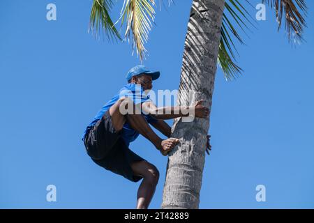 Viti Levu Fiji - 13. September 2023; lokaler Junge klettert auf Kokospalmen-Stamm, um Kokosnüsse in blauem Hemd vor blauem Himmel zu sammeln. Stockfoto