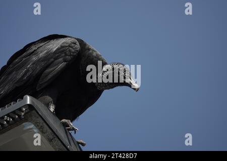 Ein schwarzer Geier, der auf einer Straßenlaterne thronte, blickte auf die Kamera, gegen einen blauen Himmel Stockfoto