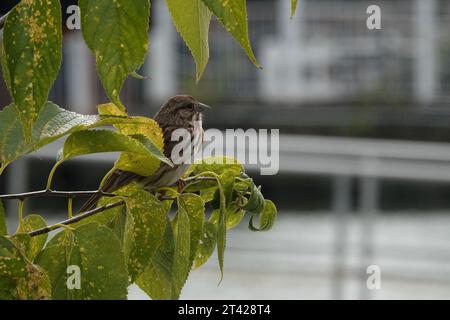 Ein Lied-Spatzen, der auf einem grünen Zweig vor einem grauen Yachthafen thront Stockfoto