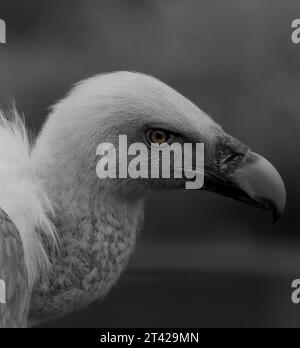 Ein Schwarzweißbild eines Vogels, der in einem Gewässer weht Stockfoto