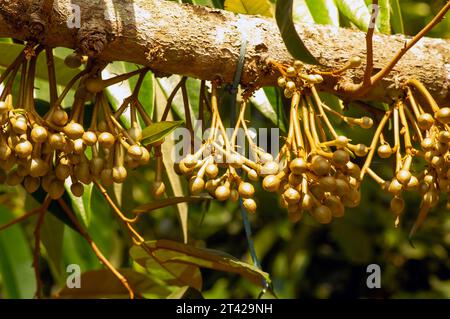 Durianische Blütenknospen (Durio zibethinus), König der Früchte, blühend aus dem Baumzweig. Stockfoto