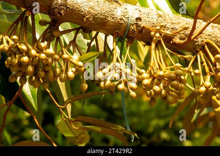 Durianische Blütenknospen (Durio zibethinus), König der Früchte, blühend aus dem Baumzweig. Stockfoto