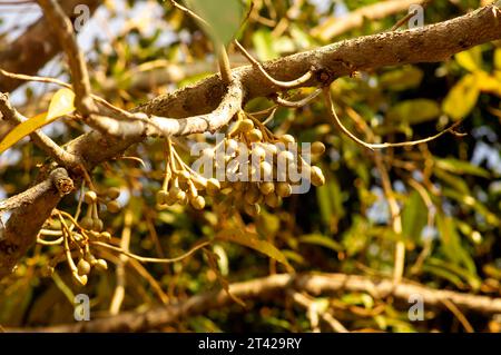 Durianische Blütenknospen (Durio zibethinus), König der Früchte, blühend aus dem Baumzweig. Stockfoto