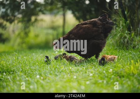 Ein Nahbild einer kleinen Hühnerherde mit zwei großen Hühnern und einer Handvoll kleiner Küken, die zusammen auf einem grasbewachsenen Feld stehen Stockfoto