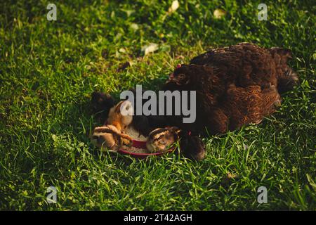 Ein kleiner, weißer Hund sitzt in einem üppigen, grünen Grasfeld und isst intensiv aus einer roten Keramikschale Stockfoto