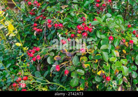 Rose Hüften (Rosa) – hellrote Rose Hüften im Herbst im Kontrast zu den grünen Blättern. Stockfoto