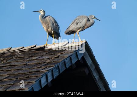Weißes Reiher-Paar auf dem Gipfel des Dachs Fidschi. Stockfoto