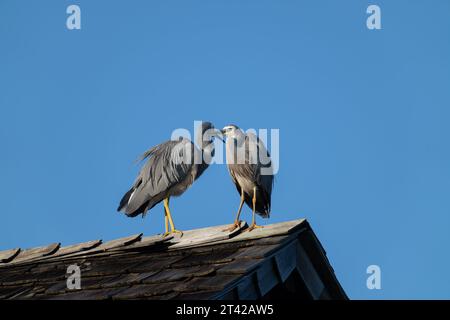 Weißes Reiher-Paar auf dem Gipfel des Dachs Fidschi. Stockfoto