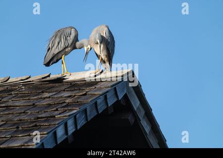 Weißes Reiher-Paar auf dem Gipfel des Dachs Fidschi. Stockfoto