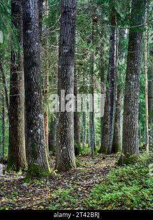 Eine malerische Aussicht auf einen Waldweg gesäumt von hohen, blattlosen Bäumen Stockfoto