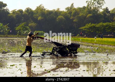 Yogyakarta, Indonesien 9. September 2023: Ein Bauer pflügt die Reisfelder mit einem Handtraktor, begleitet von weißen Reihvögeln (Egretta alba) in Yogy Stockfoto