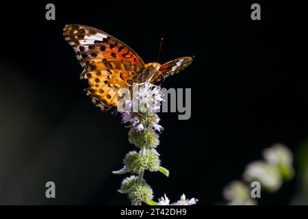 Ein weiblicher tropischer oder indischer Fritillär-Schmetterling (Argynnis hyperbius) auf einer Blume in einem Park in Kanagawa, Japan. Stockfoto