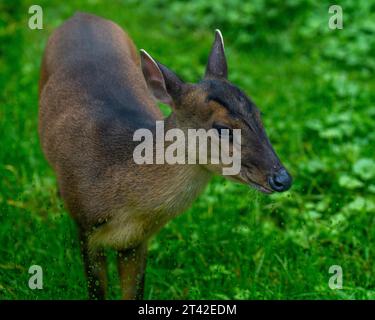 Majestätisch steht ein Seehirsch auf einer üppigen, grünen Graslandschaft Stockfoto