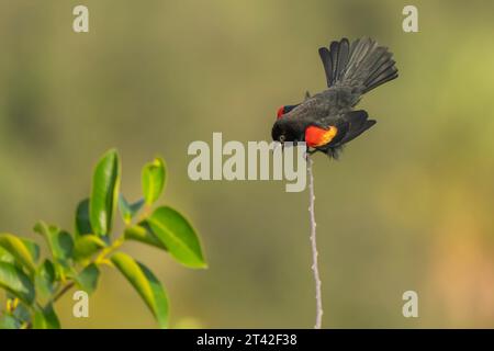 Eine rotgeflügelte Amsel wird während des Fluges mit weit ausgebreiteten Flügeln und offenem Mund in einer Gesangsdarstellung gefangen Stockfoto