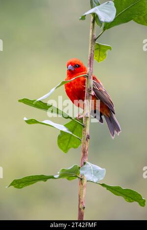 Roter Madagaskar Weaver, der hinter einer kleinen Baumspitze sitzt, vertikales Porträt Stockfoto