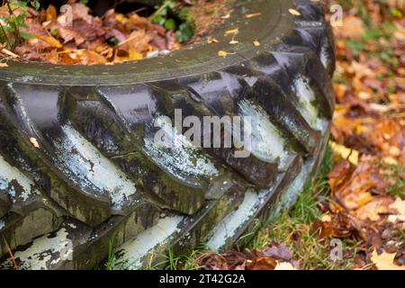 Rad im Wald. Großer Reifen. Alte Reifen aus dem Auto. Tritt aus einem alten Auto. Stockfoto