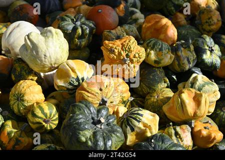 Ein Stapel verschiedener Kürbisse im Herbst Stockfoto