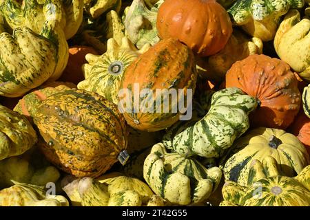 Ein Stapel verschiedener Kürbisse im Herbst Stockfoto