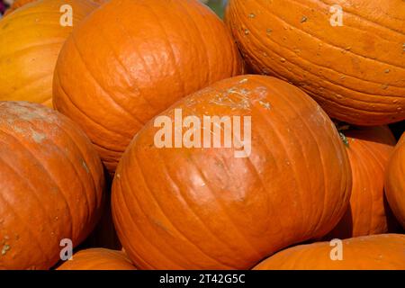 Ein Stapel verschiedener Kürbisse im Herbst Stockfoto