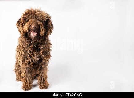 Andalusischer türkischer Hund mit lockigem Fell auf weißem Hintergrund Stockfoto