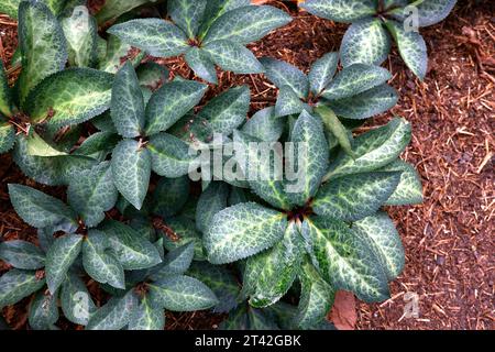 Nahaufnahme des marmorierten Laubs der niedrig wachsenden Gartenpflanze helleborus dana's dulcet Rodney Davey Marbed Group. Stockfoto