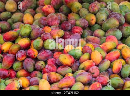 Eine Nahaufnahme eines Haufens reifer Mangos in einem Marktstand Stockfoto